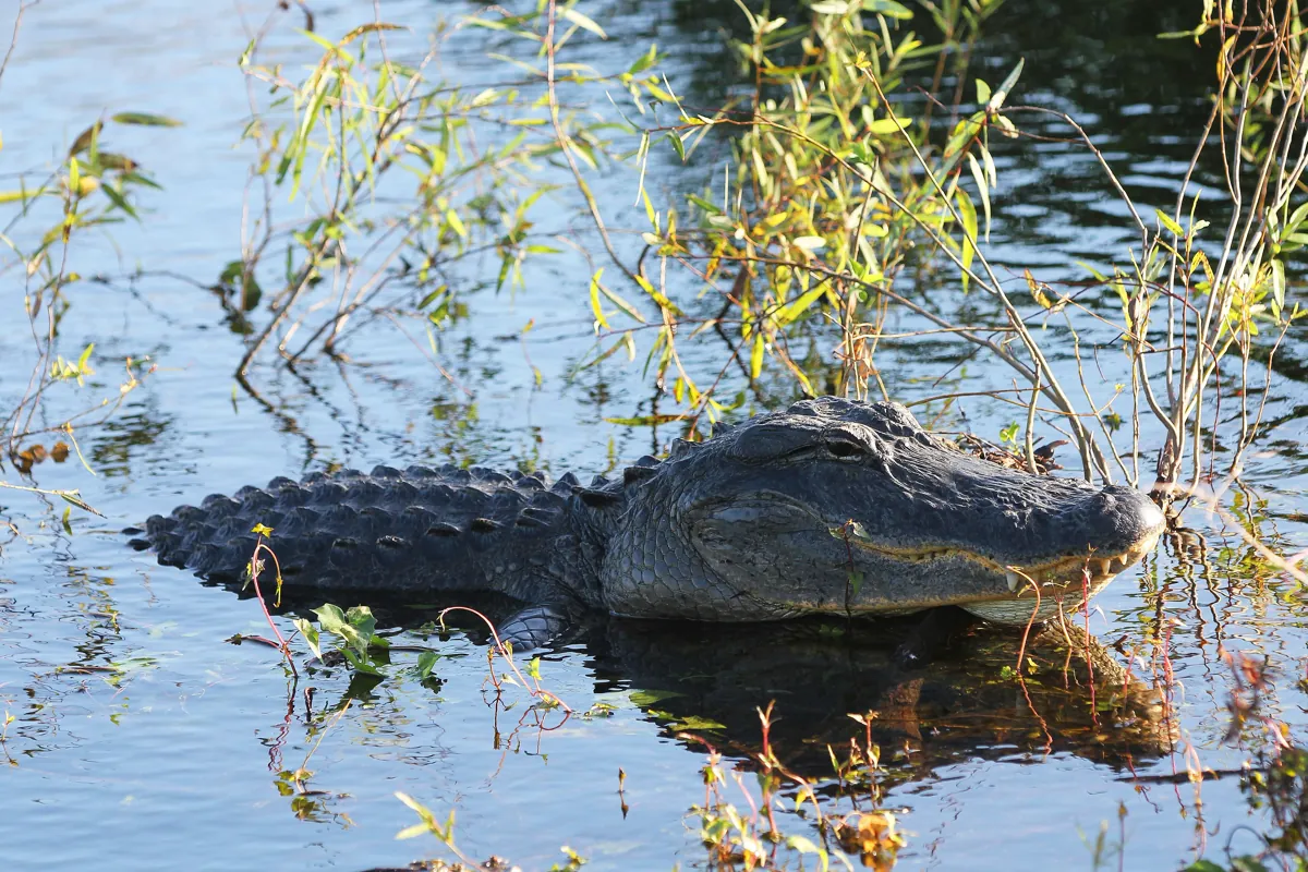 An American alligator resting in shallow water among thin branches in Everglades National Park, Florida